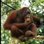 マレーシア・コタキナバル、自然保護区での「オラウータン・ウォッチング」を3月で終了