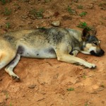 サラワクで狂犬病が発生・20年ぶり