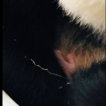 マレーシアで2頭目のパンダの赤ちゃんが生まれる
